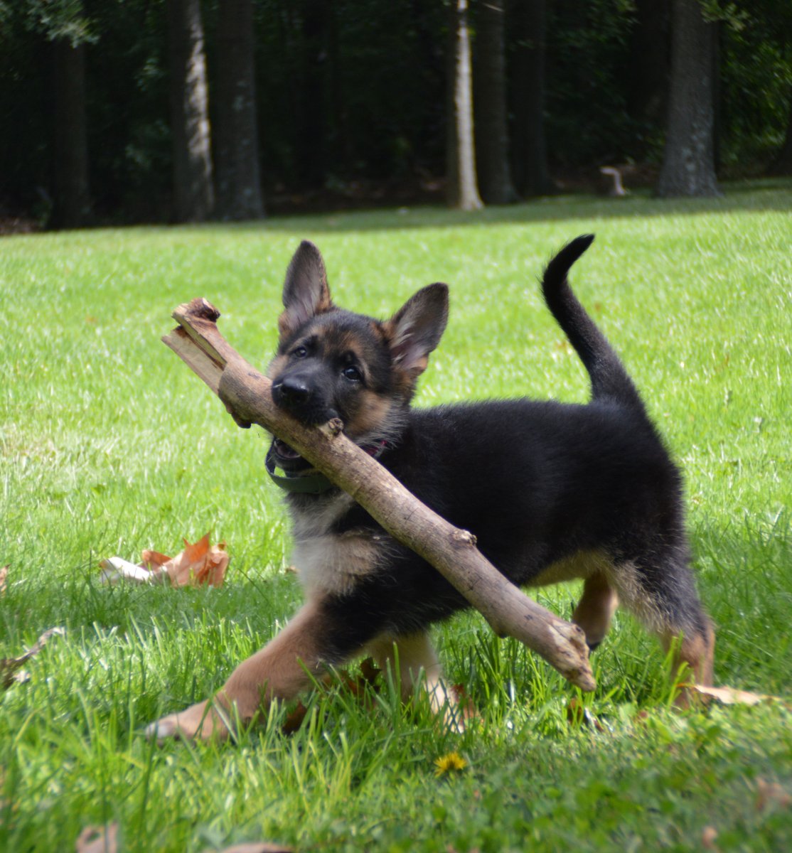 Хвост щенка овчарки