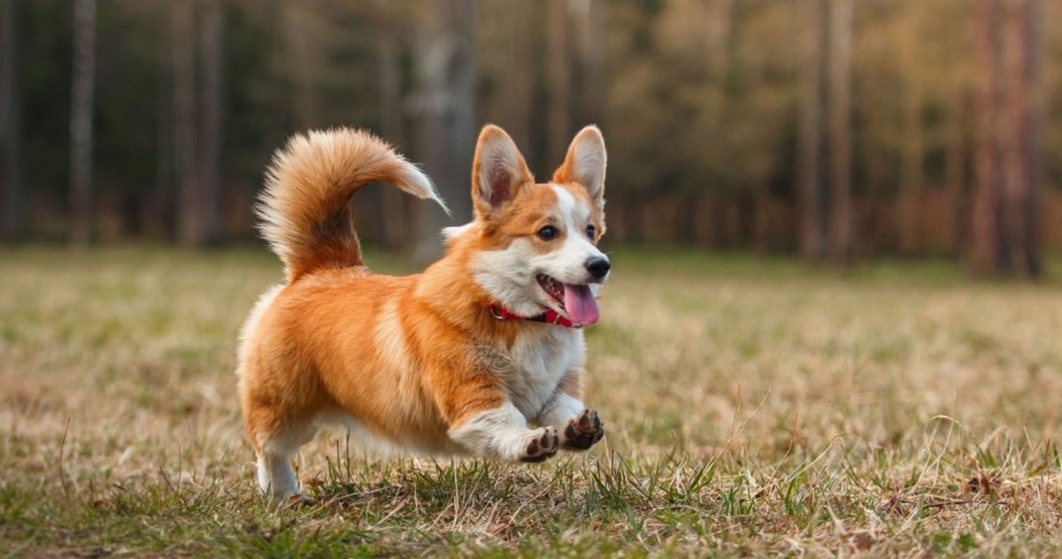 Бордер корги вельш