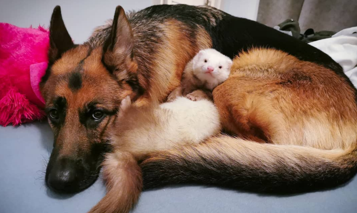 Немецкая овчарка и шпиц