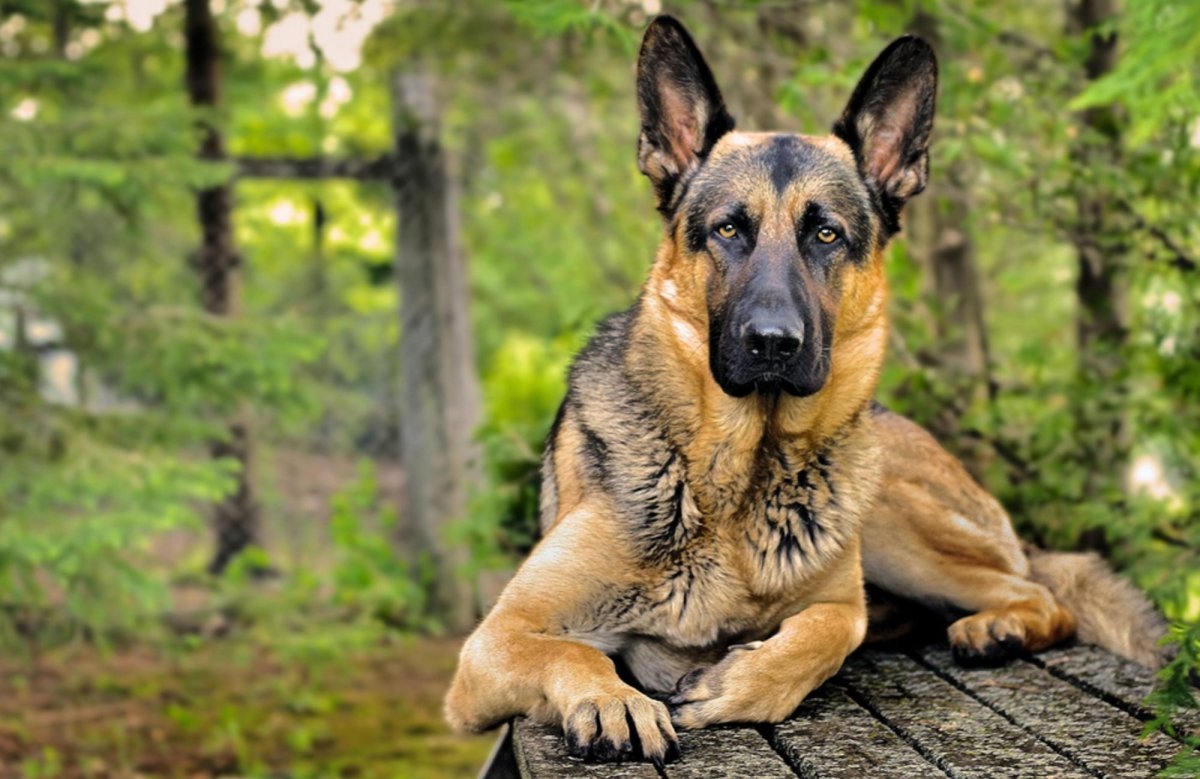 Абиссинская овчарка