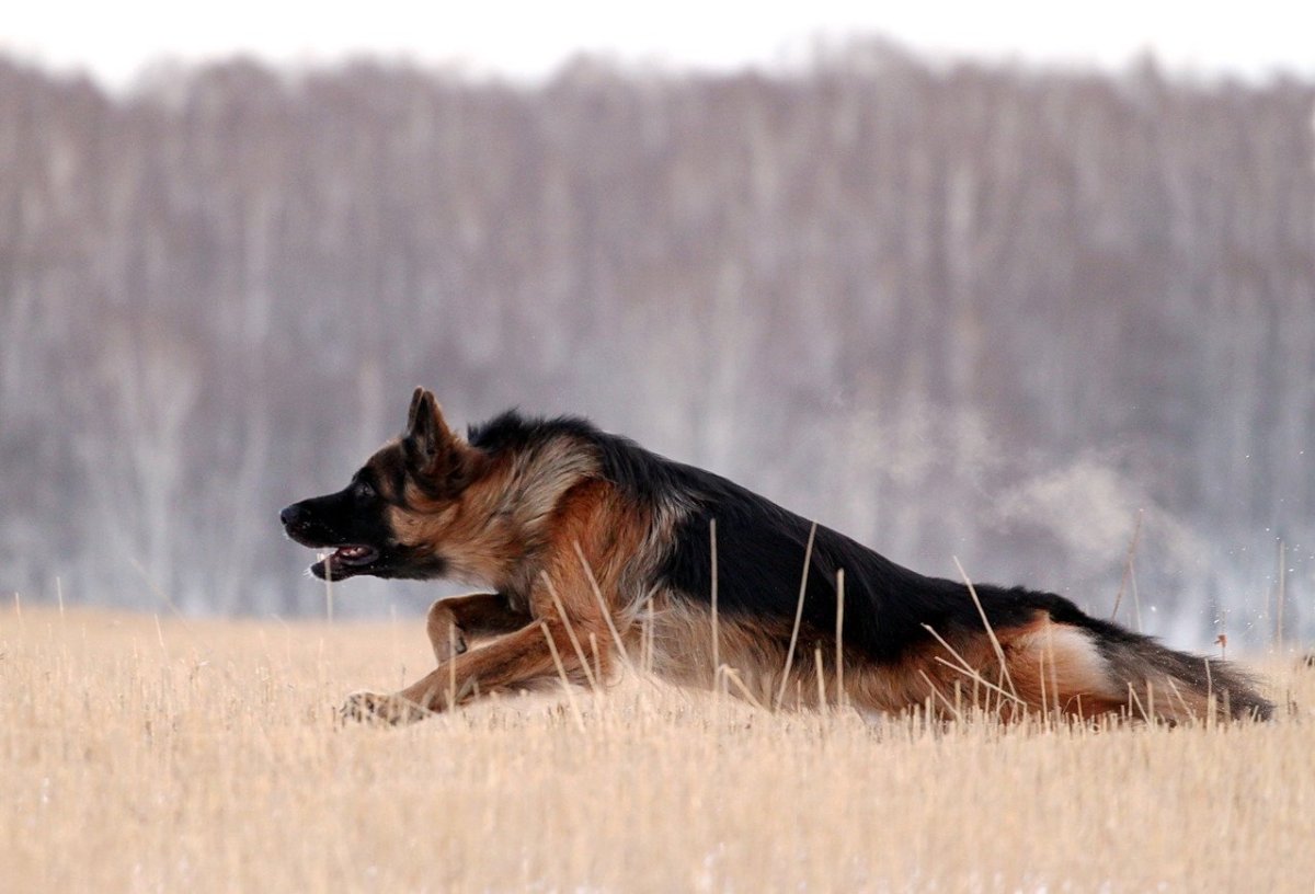 Овчарка на ОКД