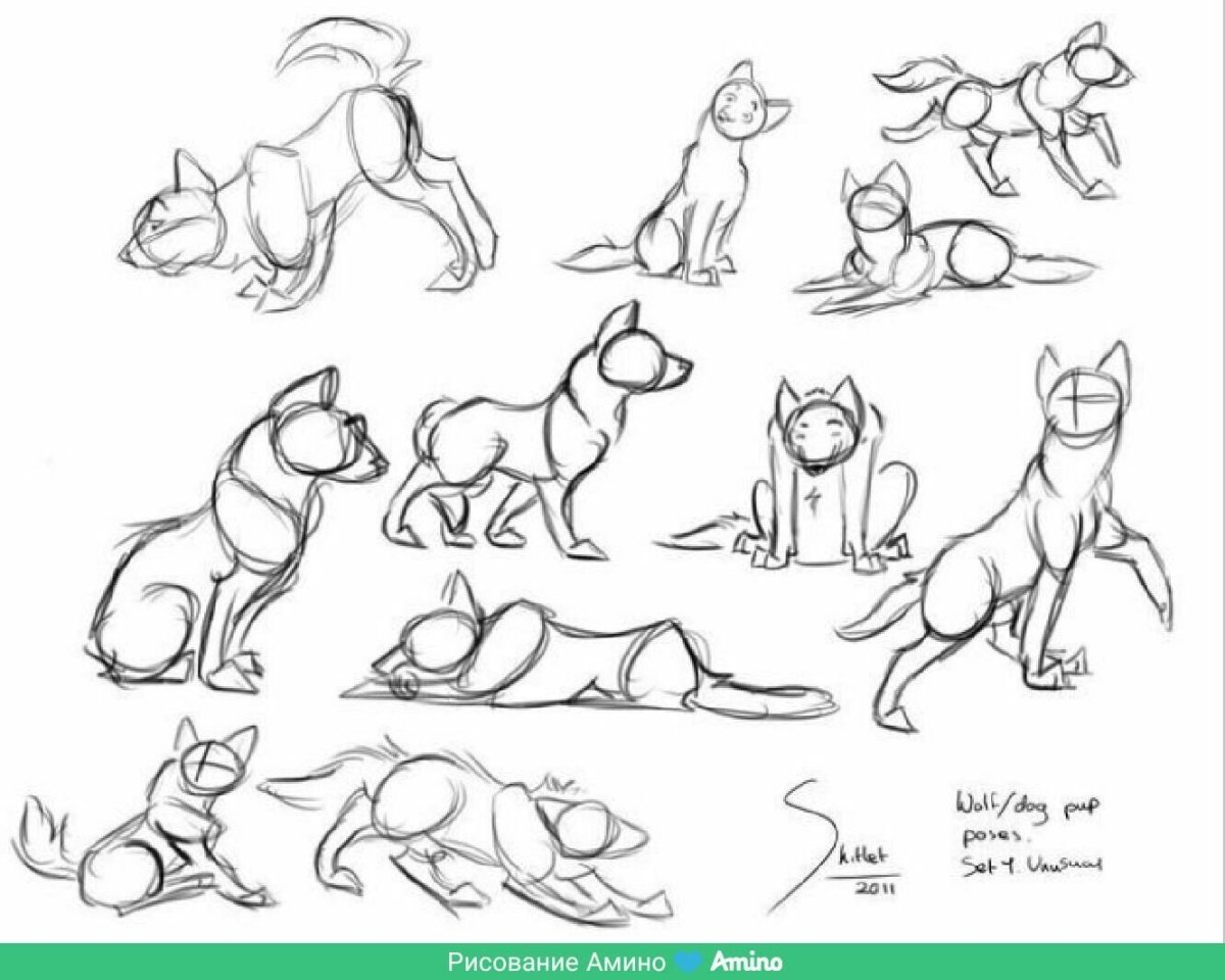 Собака сбоку туториал