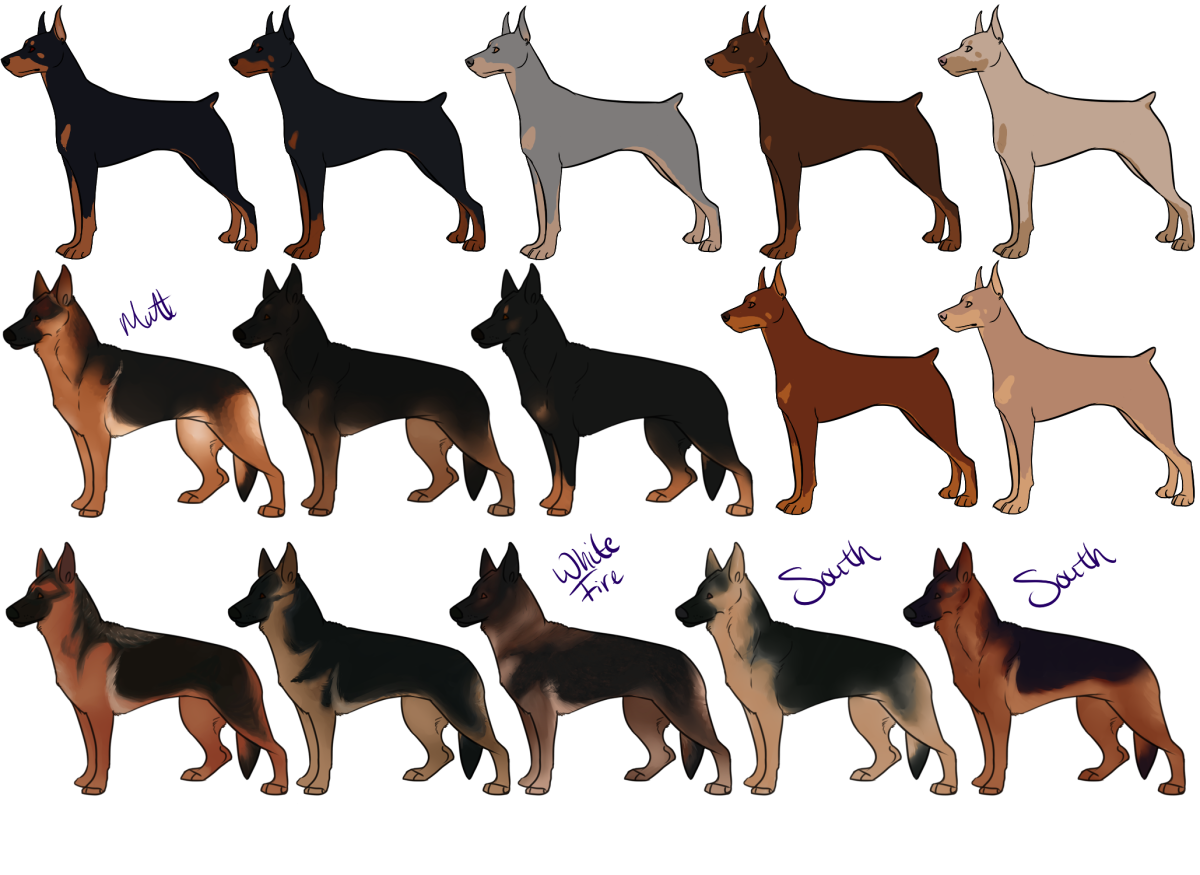 Доберман пинчер референсы