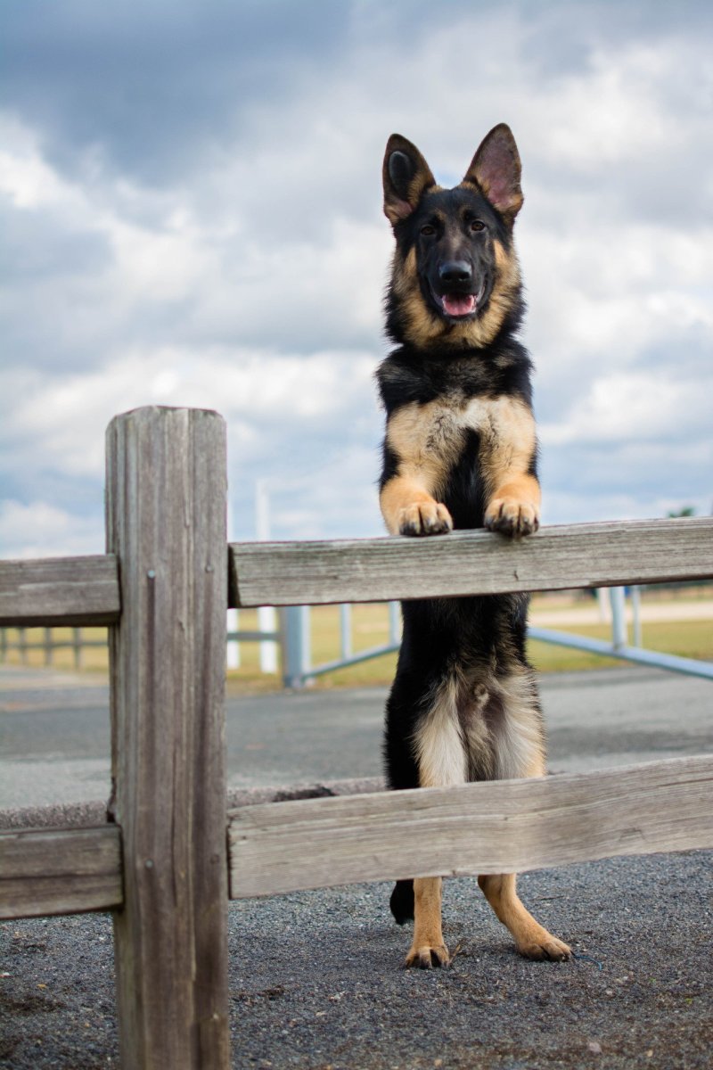 Немецкая овчарка щенок Эстетика