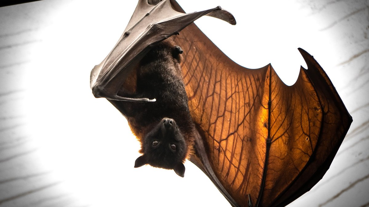 Ночница Брандта (Myotis brandtii (Eversmann, 1845))