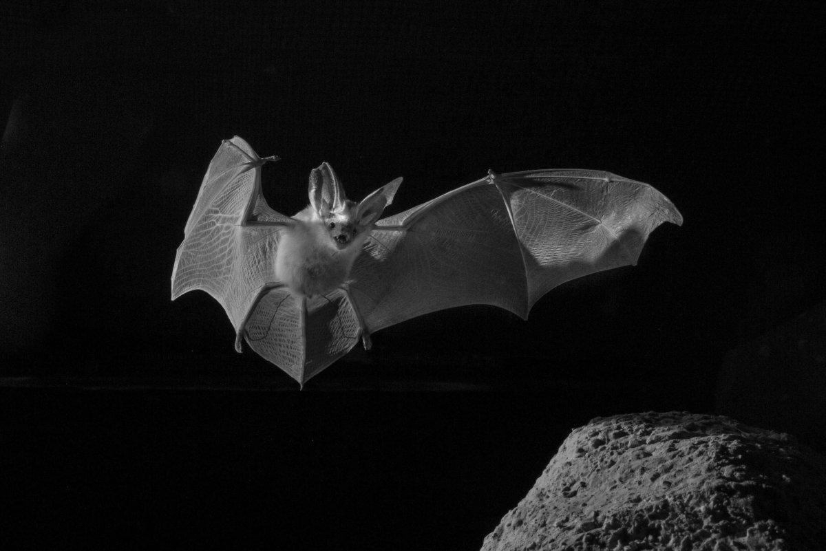 Нетопырь Натузиуса