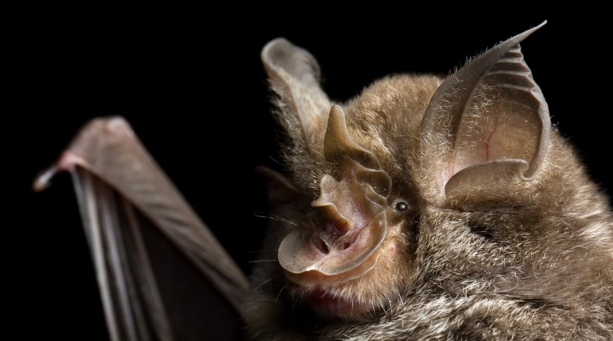 Летучая мышь ушан полет