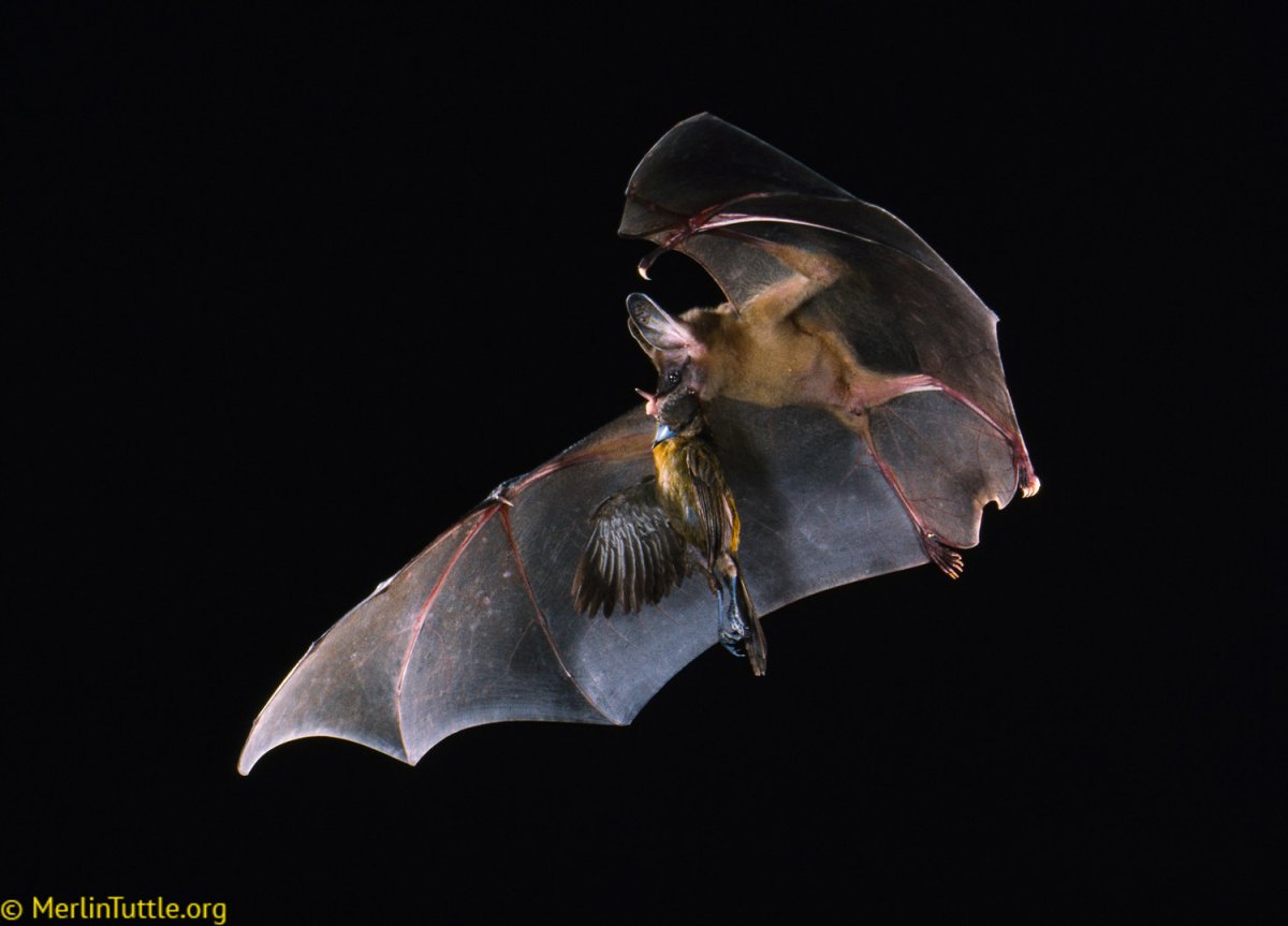 Землеройкообразный длинноязыкий вампир