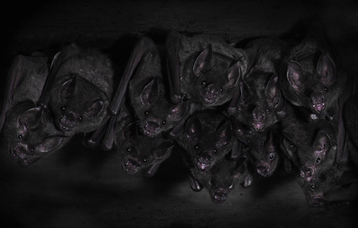 Поздний кожан в полете