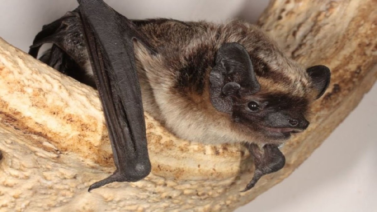 Стая рукокрылых