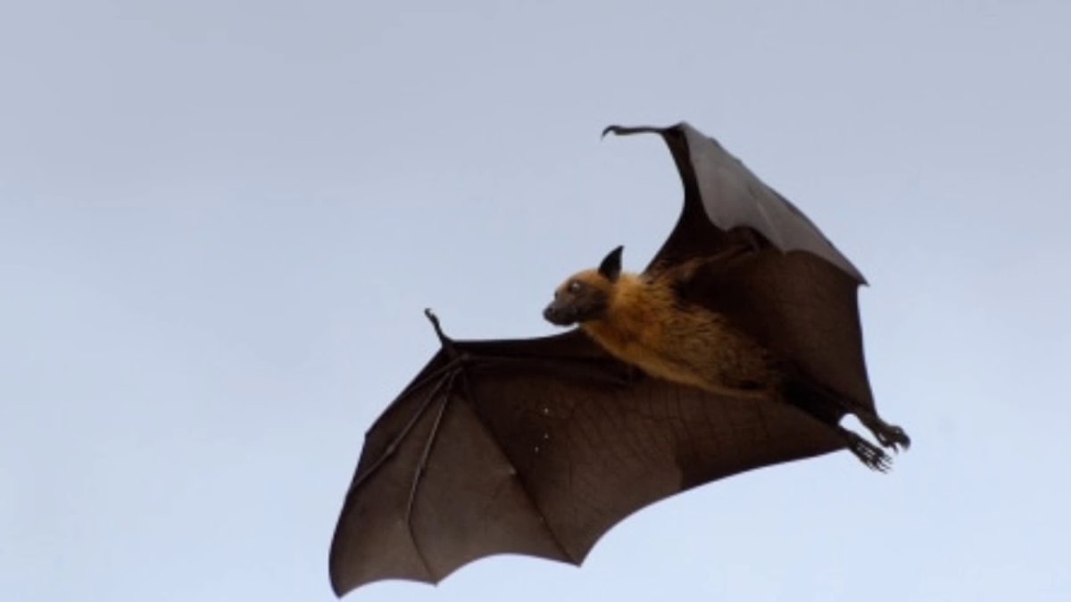 Беременная летучая мышь