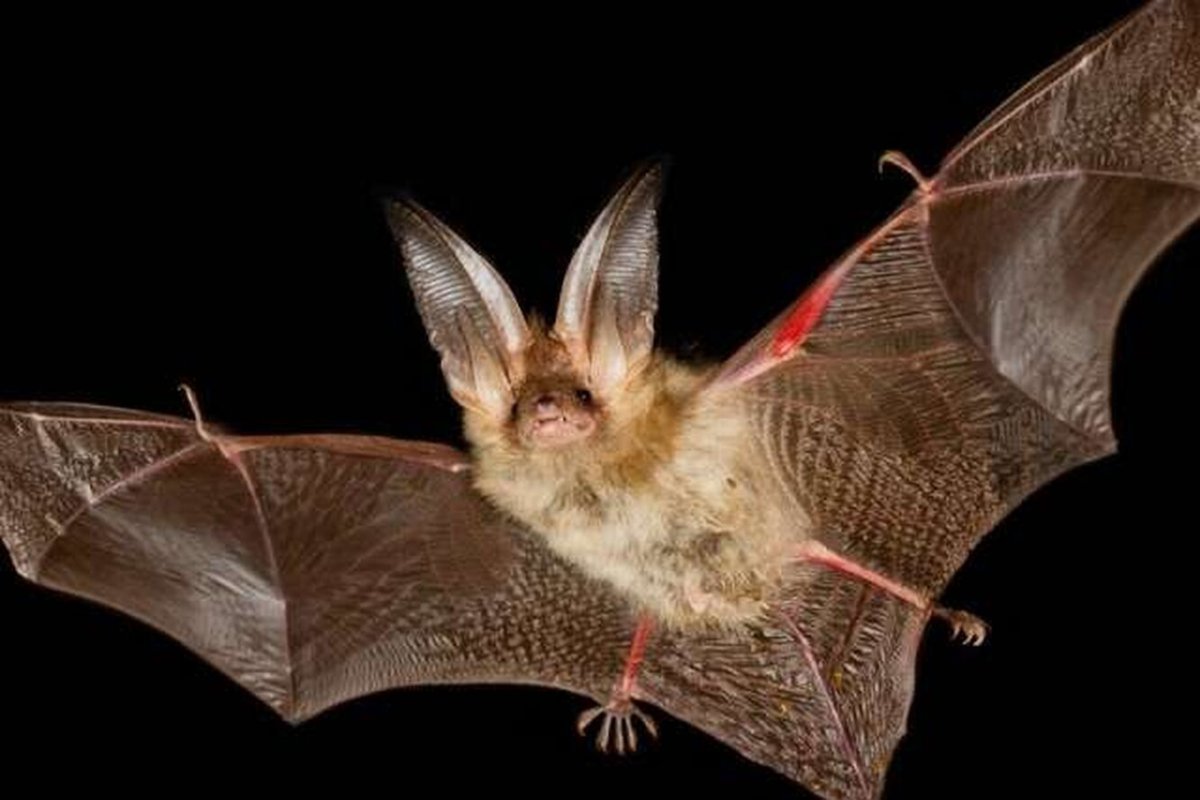 Нургуш летучая мышь