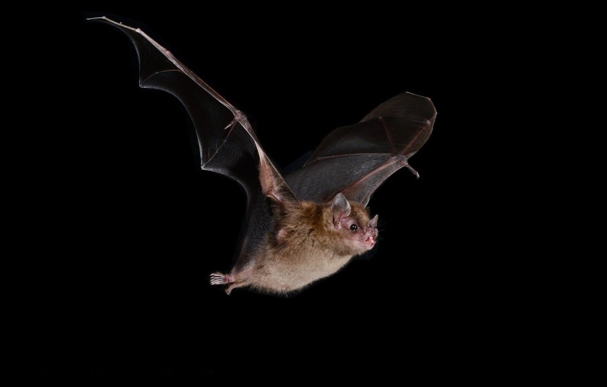 Превращение в летучую мышь