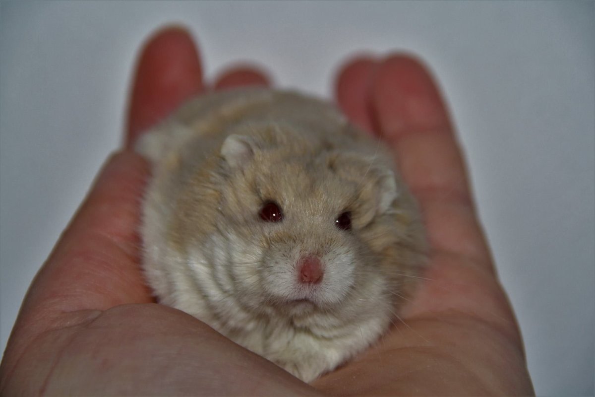 Карликовые хомяки породы