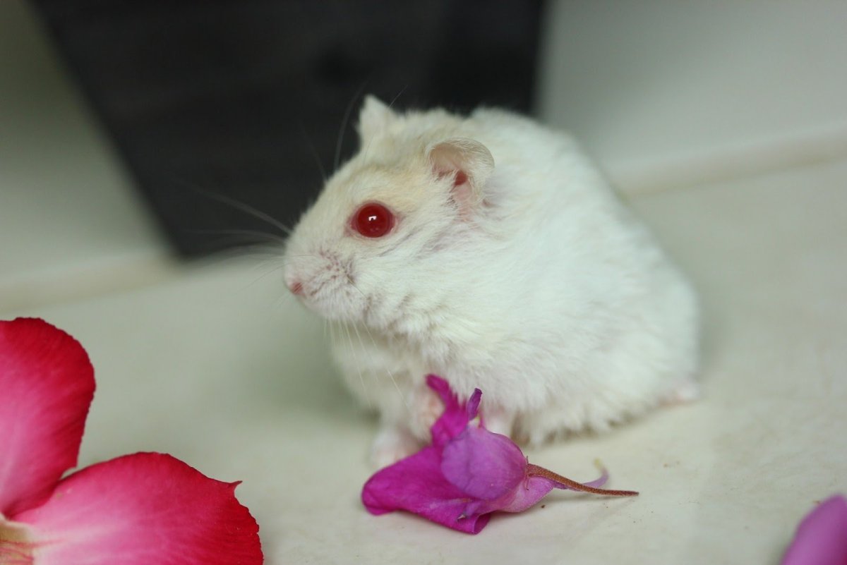 Милые хомяки