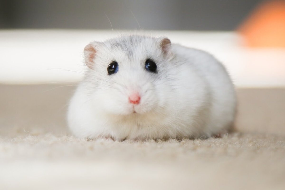 1000 Хомячков