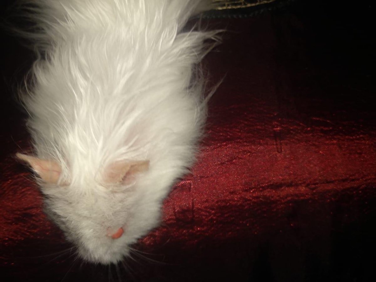 Ангорский хомяк рыжий