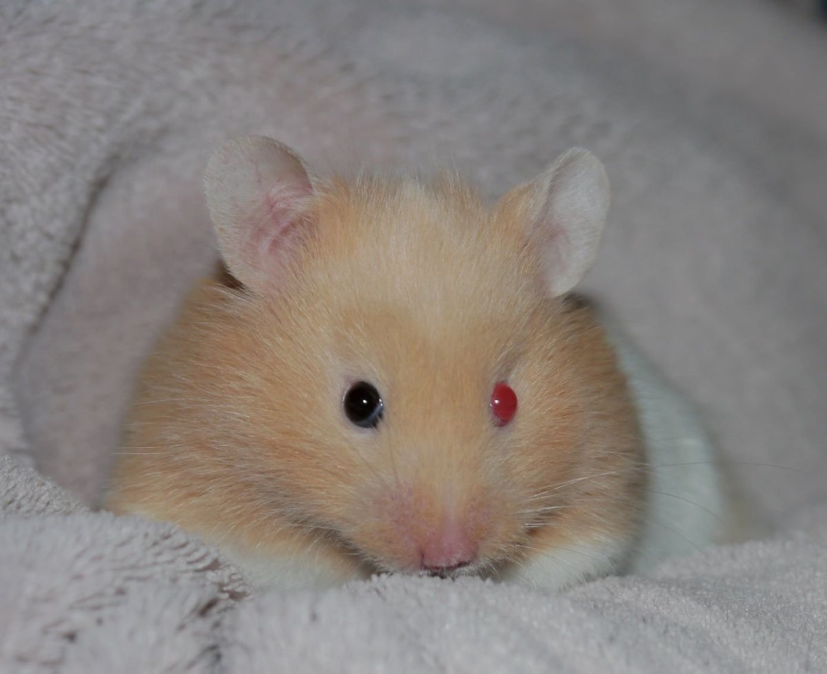 Сирийский хомячок альбинос