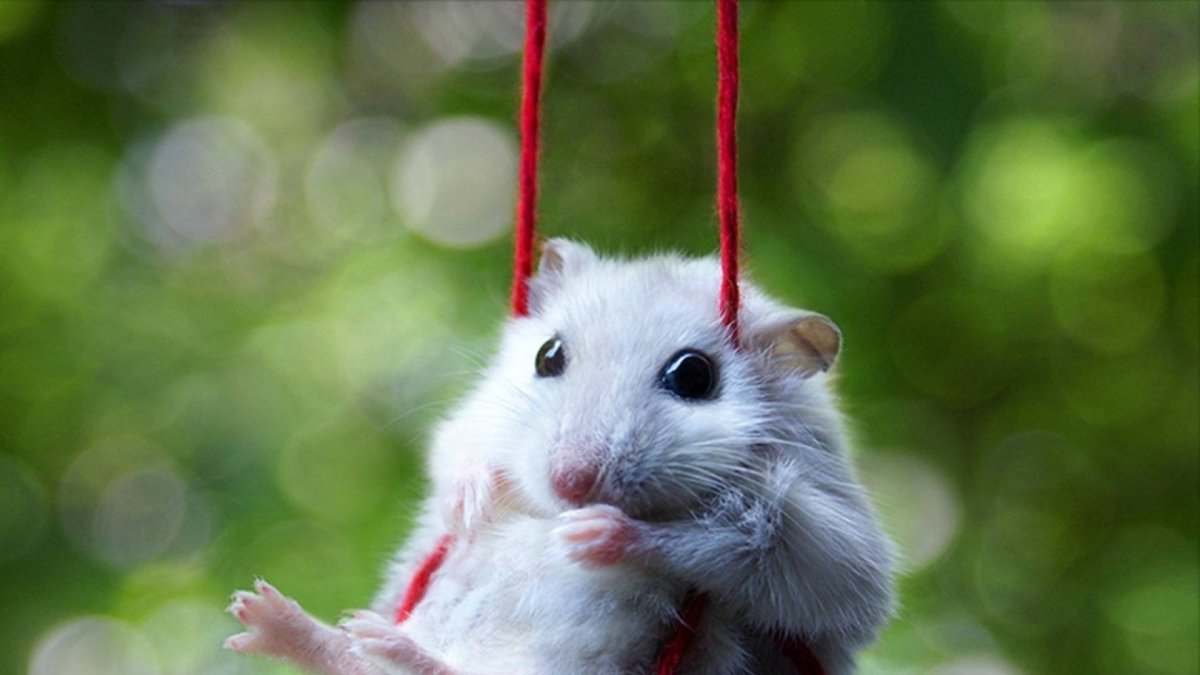 Смешные фото грызунов