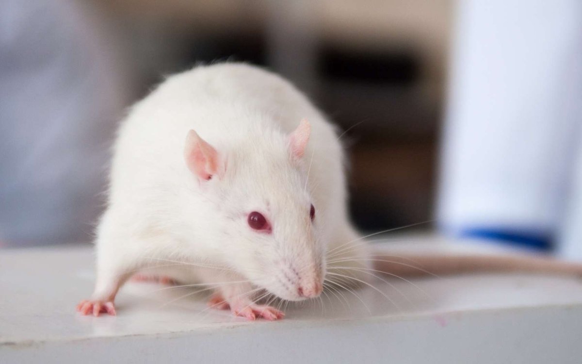 Хомяк Кэмпбелла альбинос
