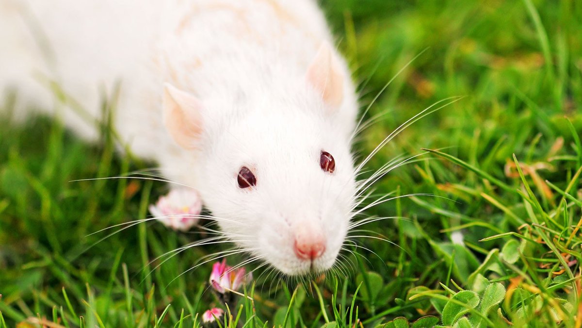 Хомяк Кэмпбелла альбинос