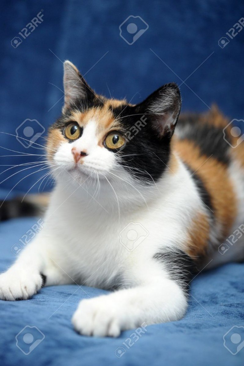 Триколор окрас кошки