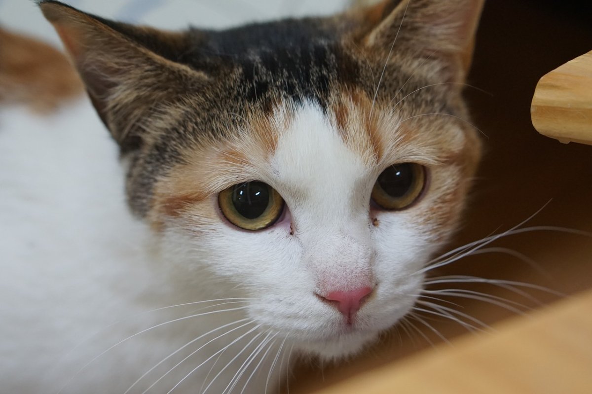 Кошка Триколор