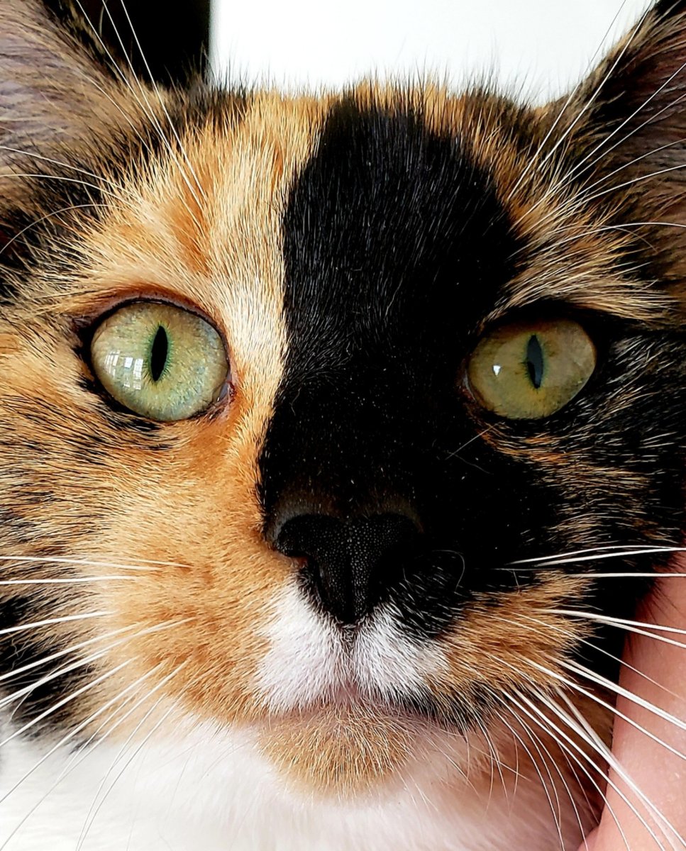 Кошка трехцветная морда