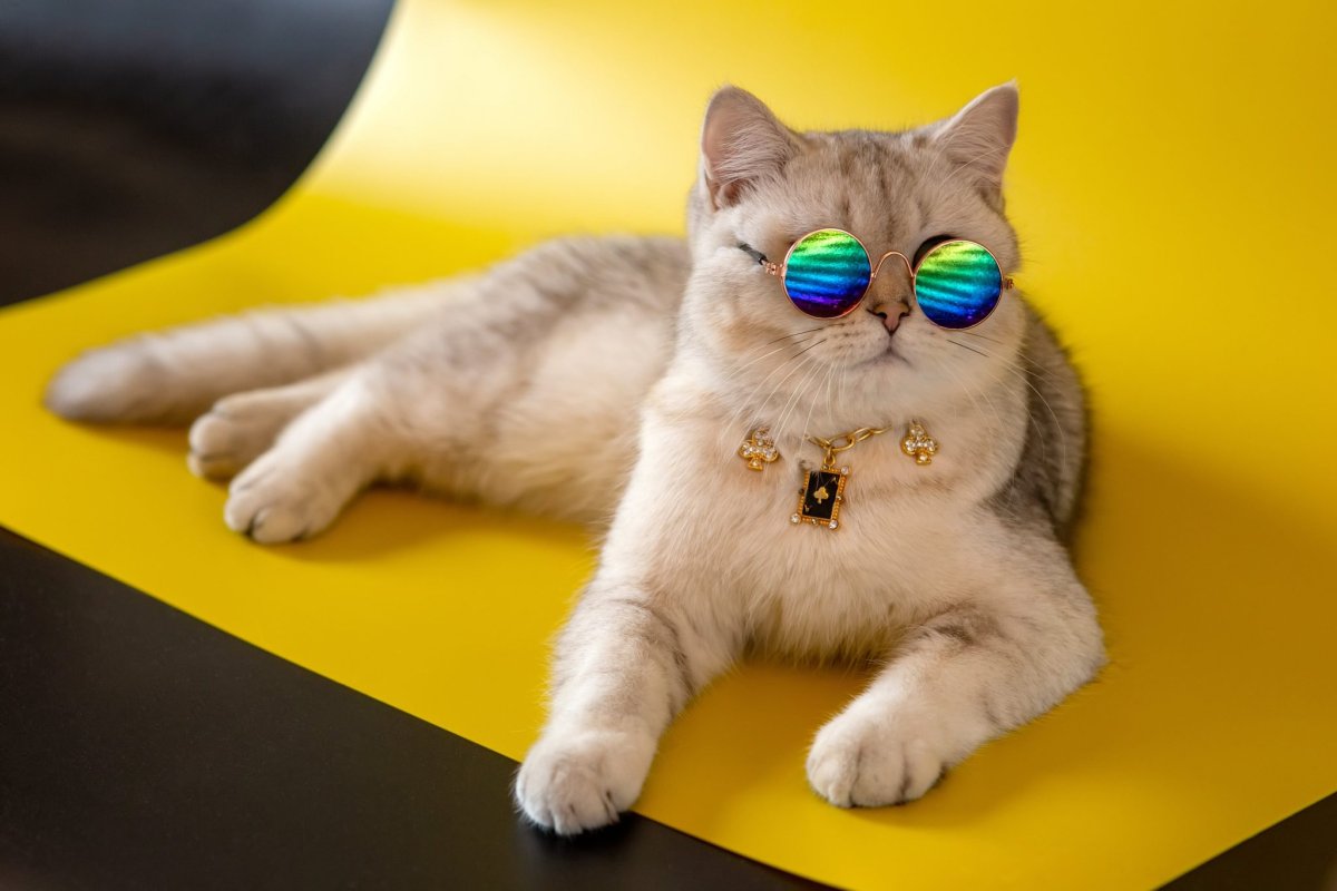 Помогите кошкам