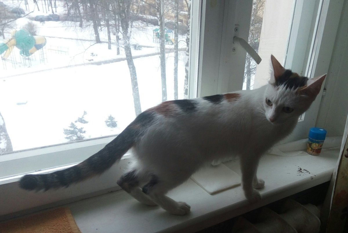 Красивые трехцветные кошки