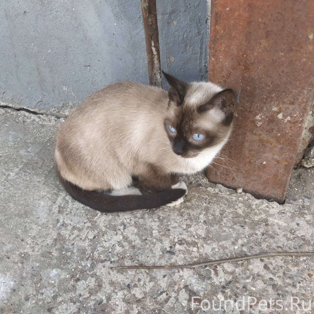 Кошка Триколор