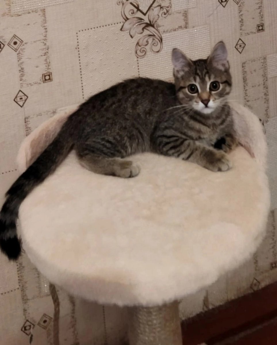 Кошка Триколор