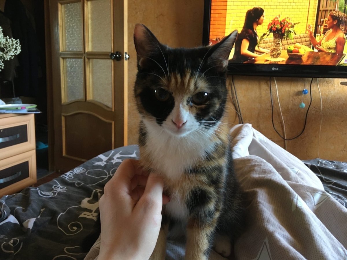 Трехцветные коты мальчики