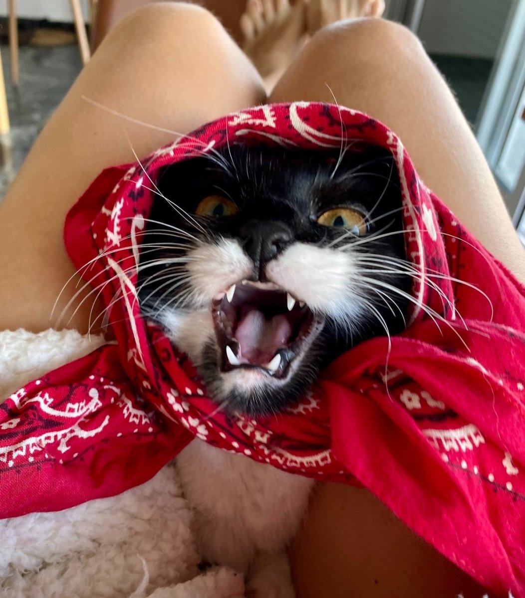 Кошка дурит