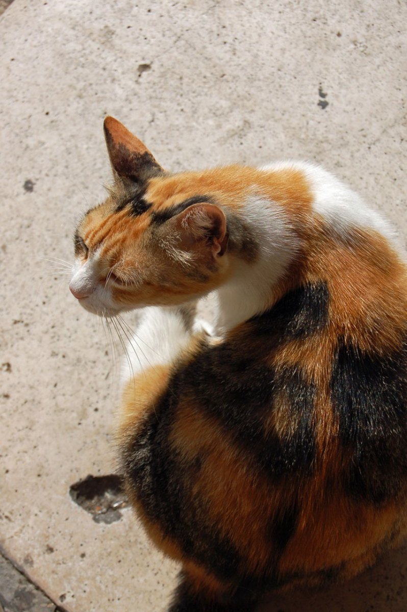 Трехцветный кот сидит