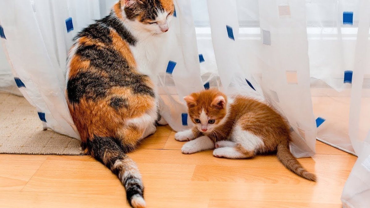 Кошка триколор