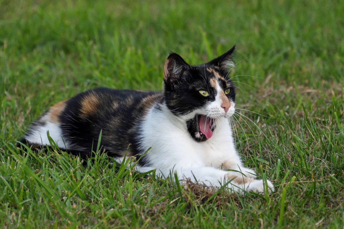 Волк на фоне российского флага