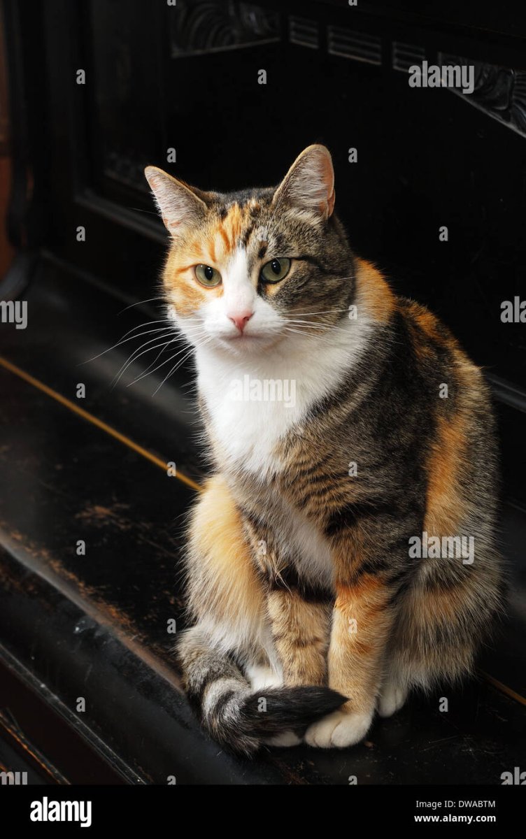 Крутого дня кот в очках