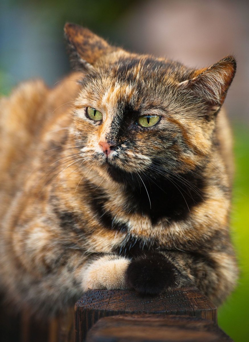 Трехцветная кошка на белом фоне