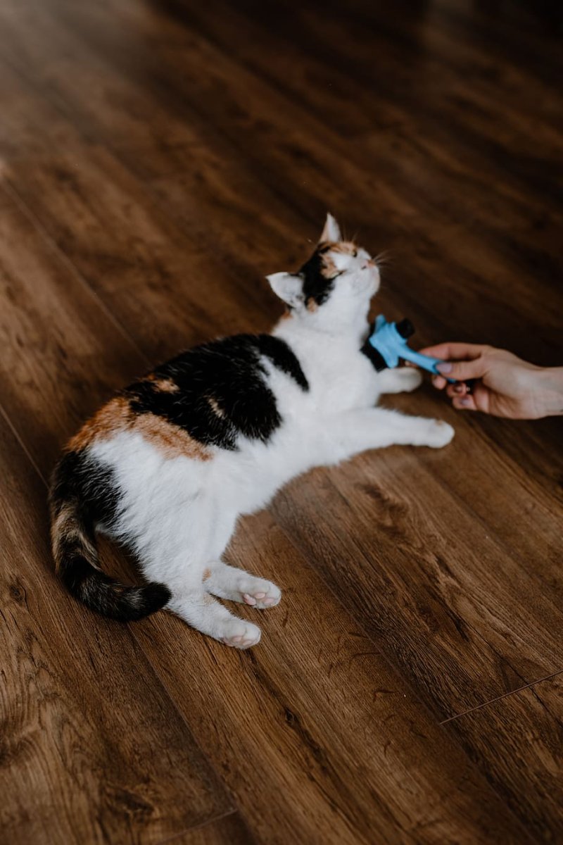 Трёхцветная кошка в лесу