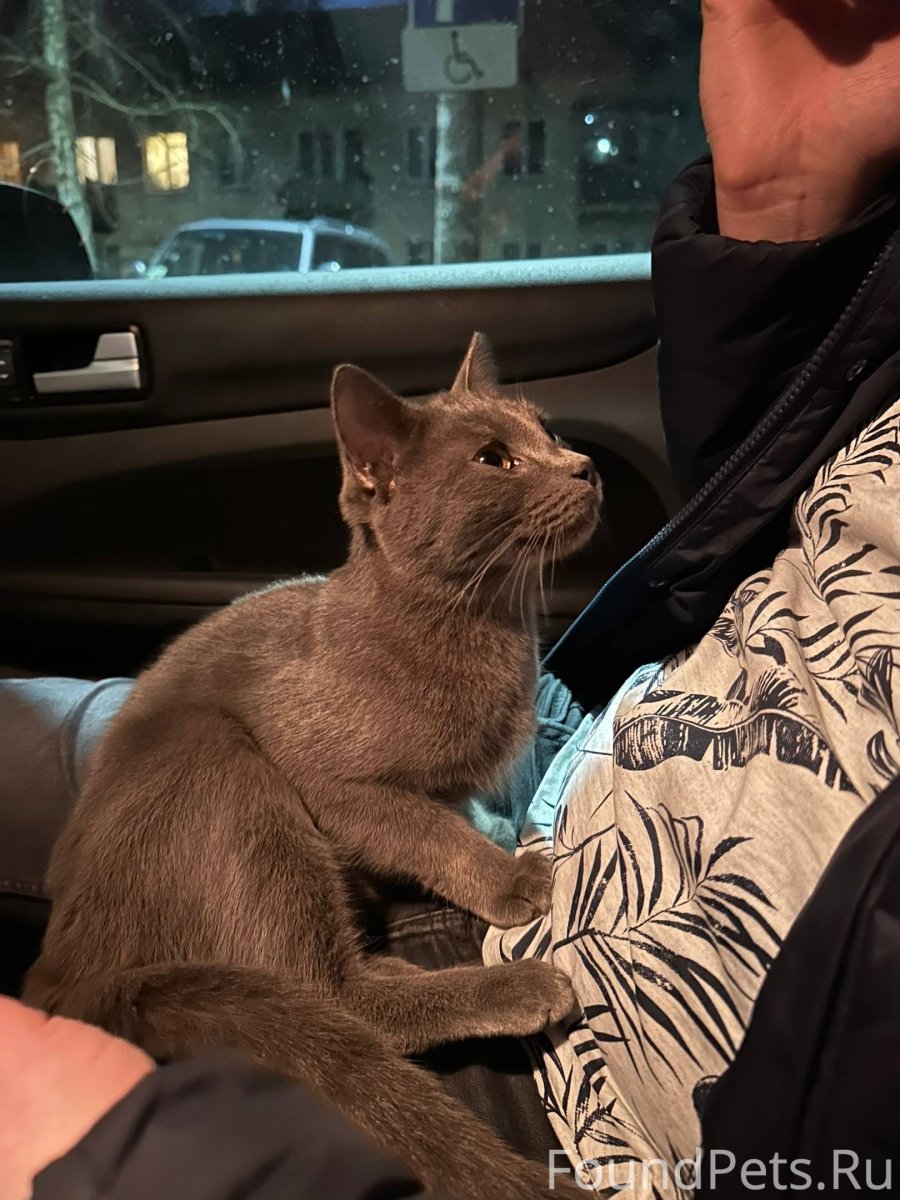 Передержка животных СПБ