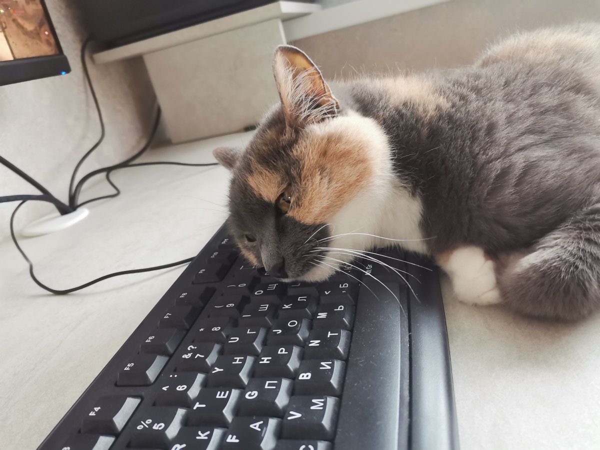 Сибирская кошка трехцветная