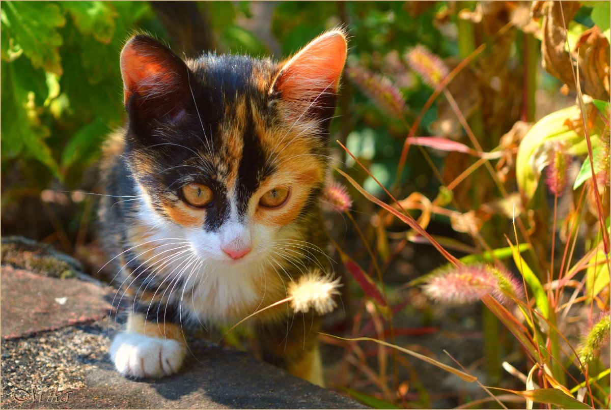 Трехцветная кошка на диване