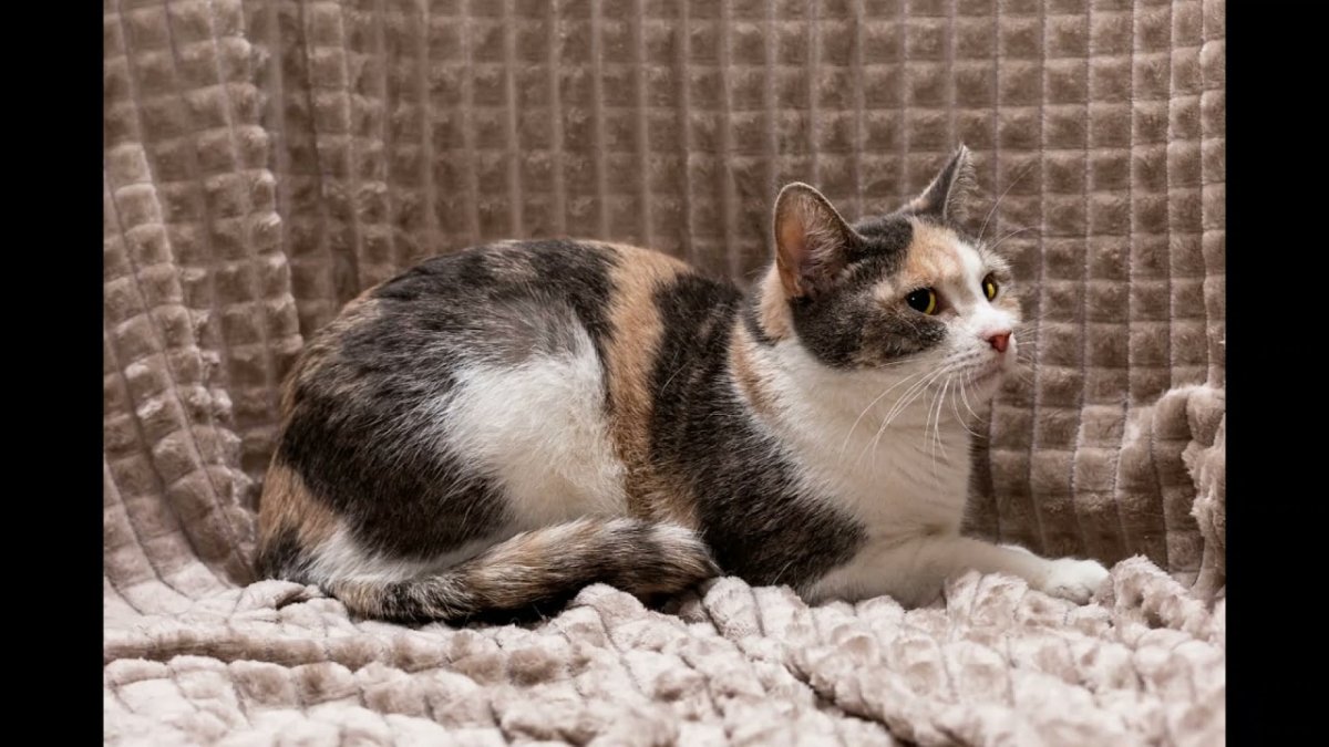 Рыжий кот из рекламы