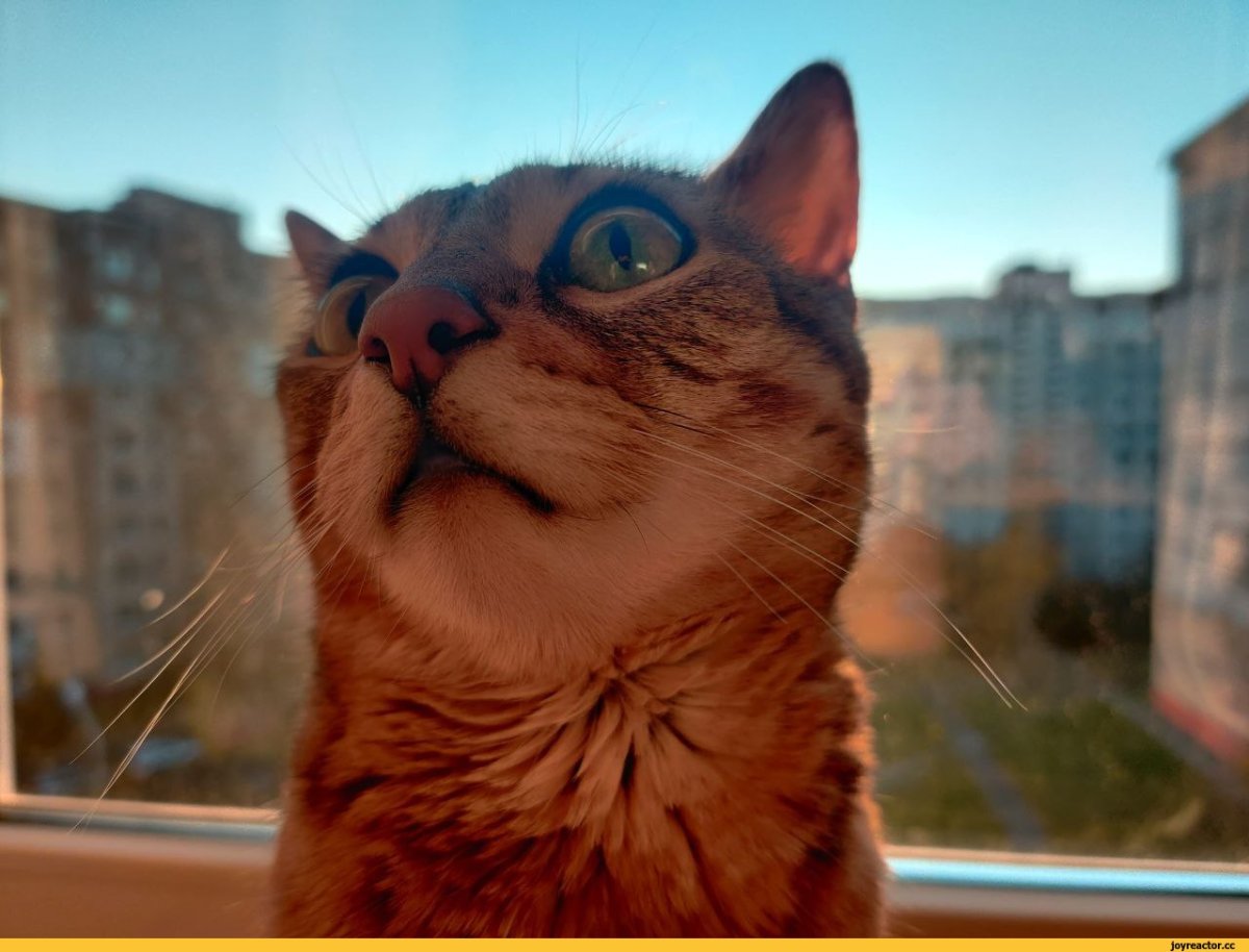 Топовый кот