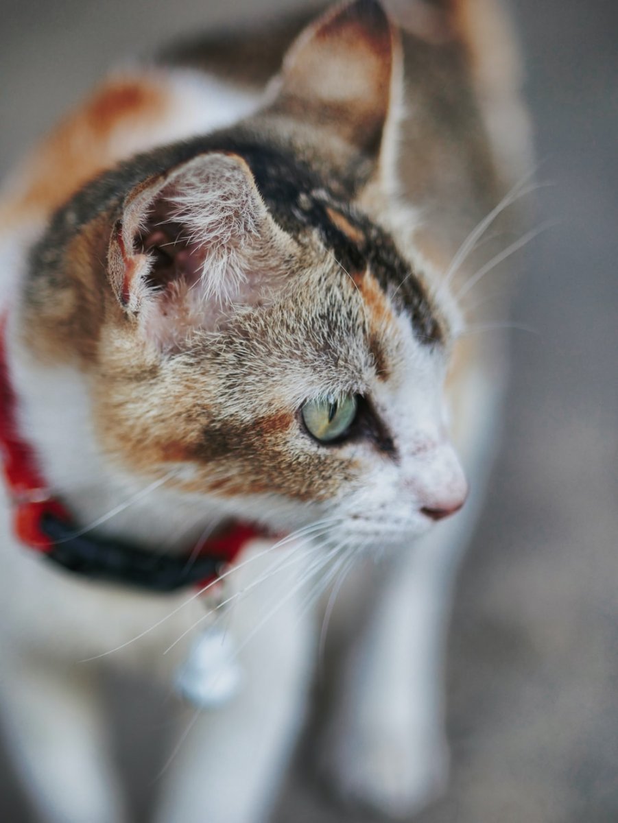 Трехцветный котенок PNG hay Day