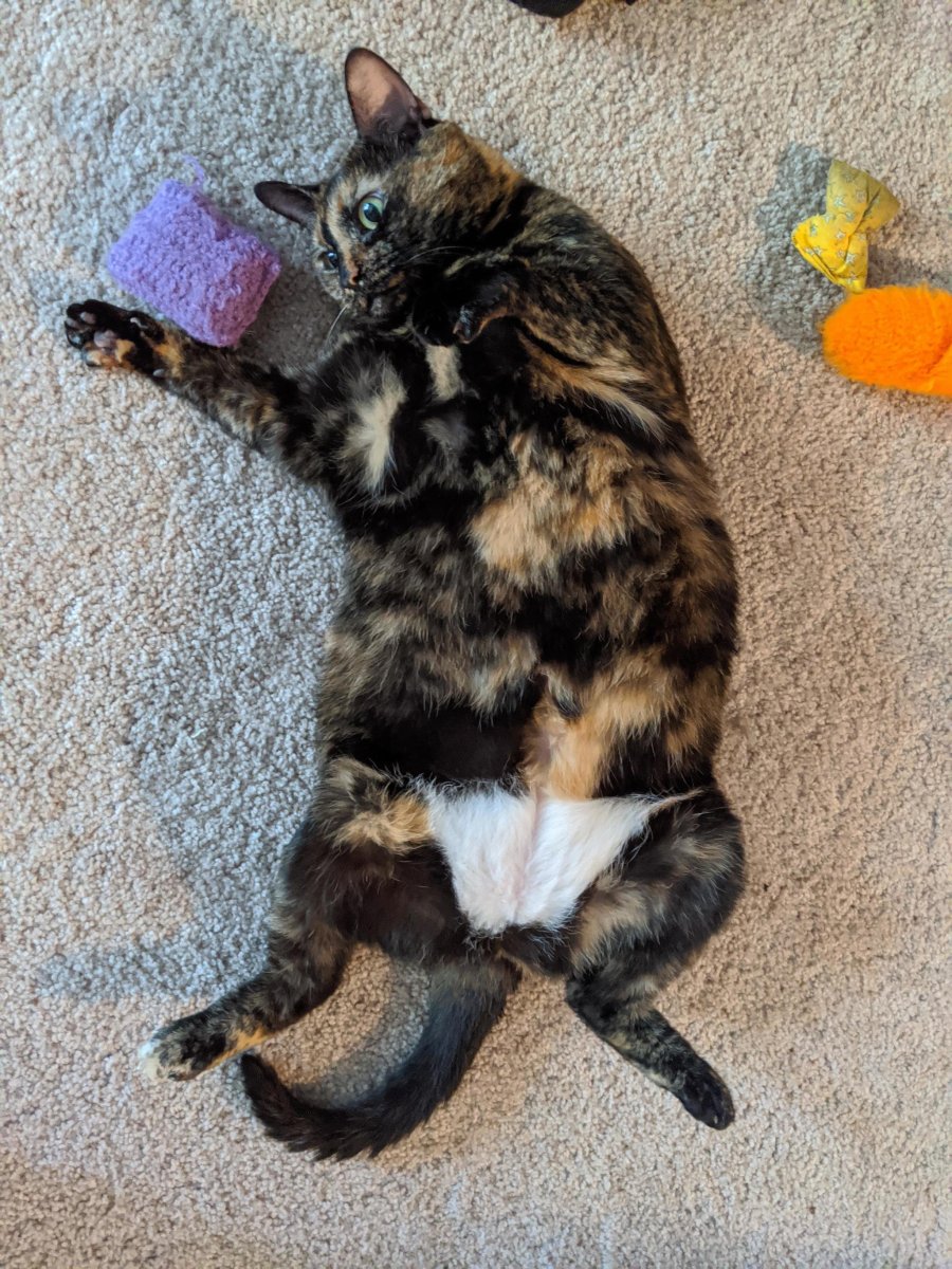 Кошка Триколор