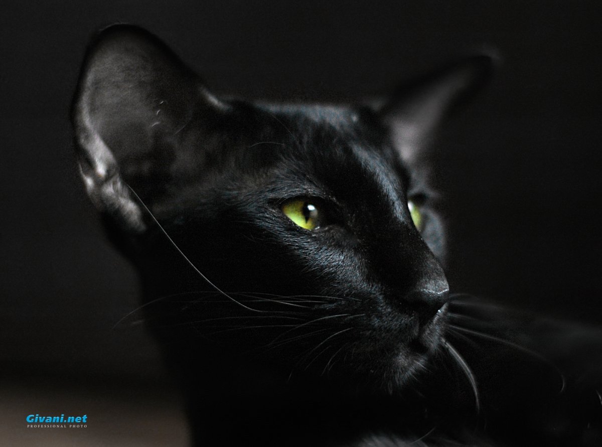 Кот Ориентал черный