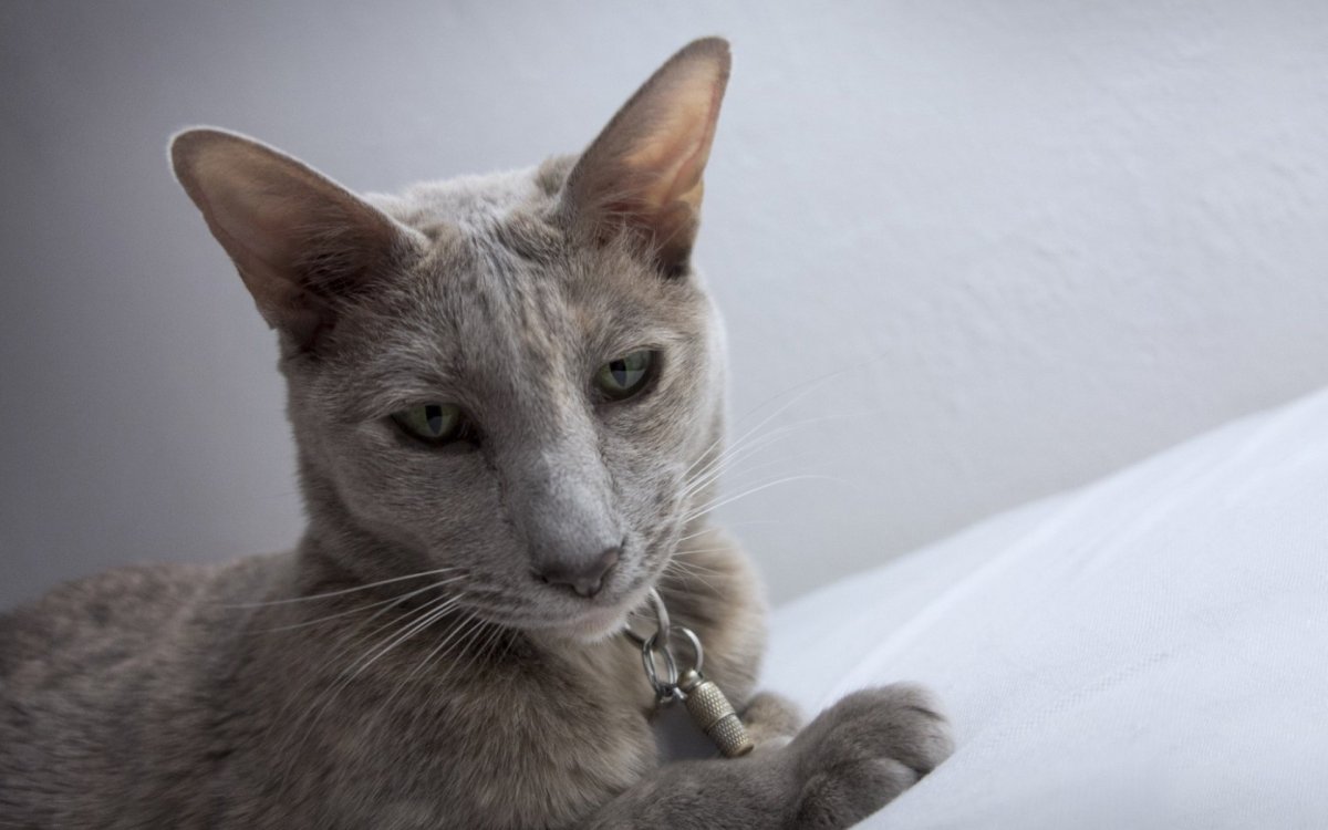 Ориентальная кошка