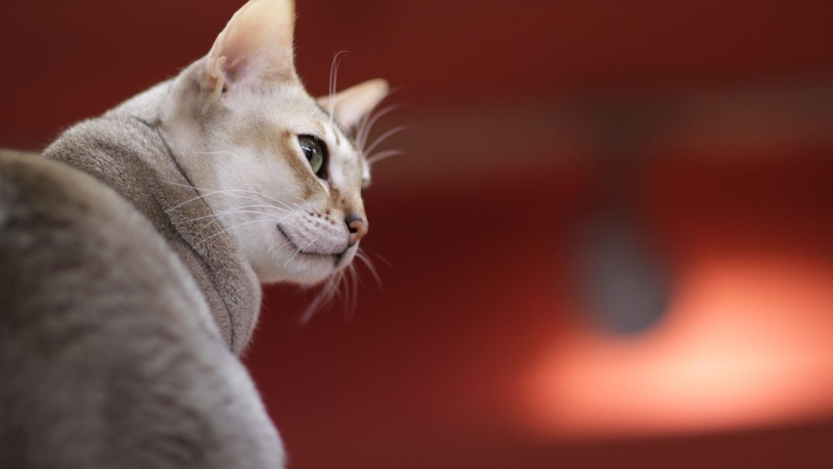 Обои на рабочий стол кошки